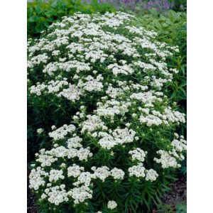 Achillea ptarmica Nana Compacta - Cickafark