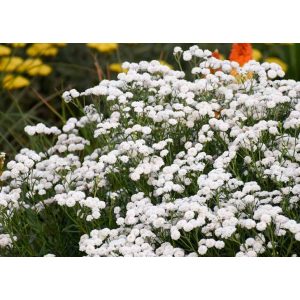 Achillea ptarmica Peter Cottontail - Cickafark