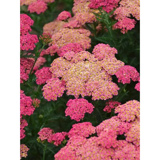 Achillea Sassy Summer Taffy - Cickafark