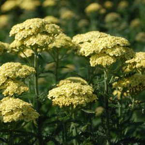 Achillea Sunny Seduction - Cickafark