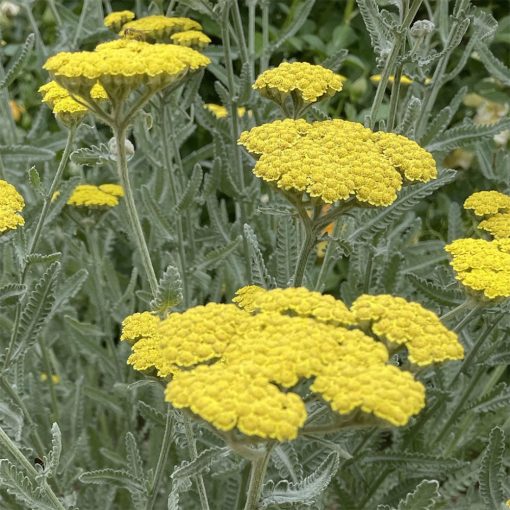 Achillea Taygetea - Cickafark