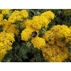 Achillea tomentosa - Cickafark