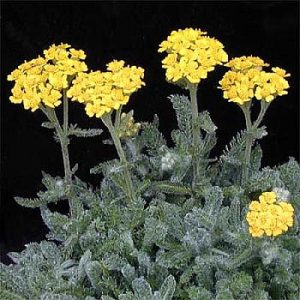 Achillea tomentosa Aurea - Cickafark