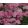 Achillea Tutti Frutti Pink Grapefruit - Cickafark