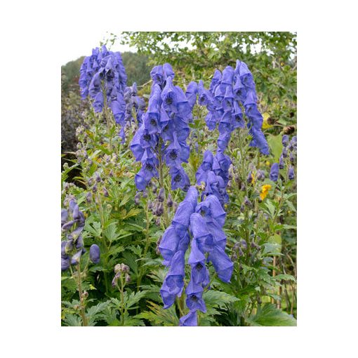 Aconitum carmichaelii Arendsii - Sisakvirág