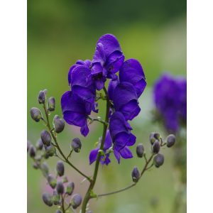 Aconitum henryi Sparks Variety - Sisakvirág