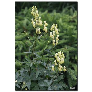 Aconitum vulparia - Sisakvirág