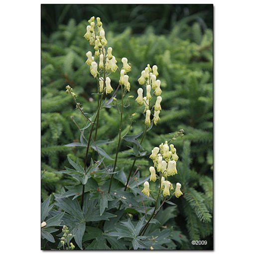 Aconitum vulparia - Sisakvirág