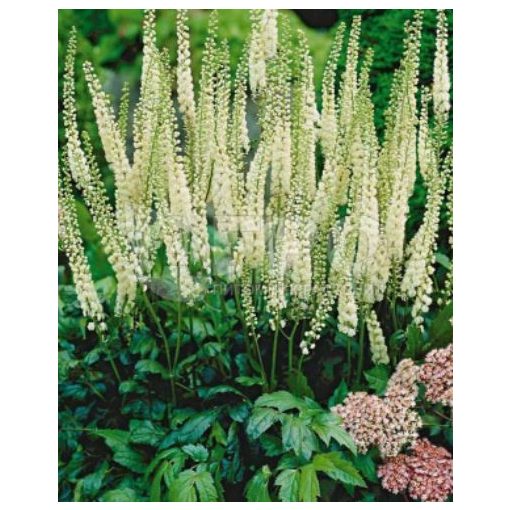 Actaea japonica Silver Dance - Poloskavész