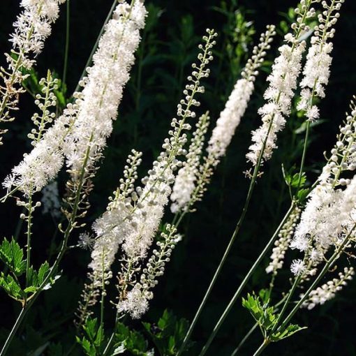 Actaea racemosa (=Cimicifuga) - Poloskavész