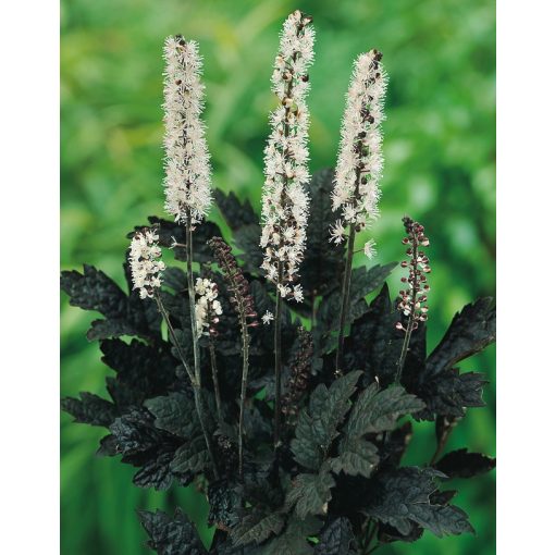 Actaea simplex Brunette - Poloskavész