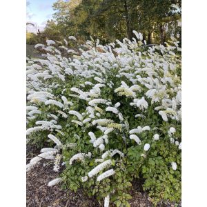 Actaea simplex White Pearl - Poloskavész