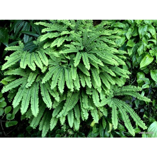 Adiantum pedatum Imbricatum - Vénuszhaj