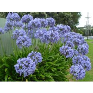 Agapanthus africanus - Szerelemvirág