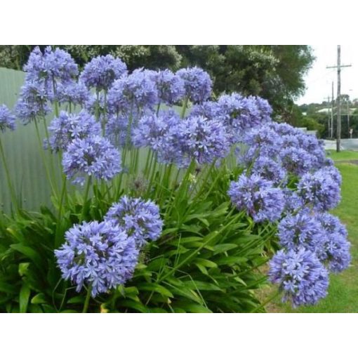 Agapanthus africanus - Szerelemvirág