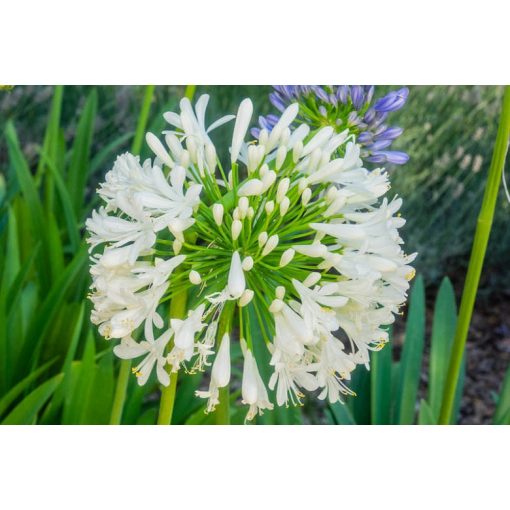 Agapanthus africanus Albus - Szerelemvirág