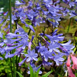 Agapanthus Blue Triumphator - Szerelemvirág