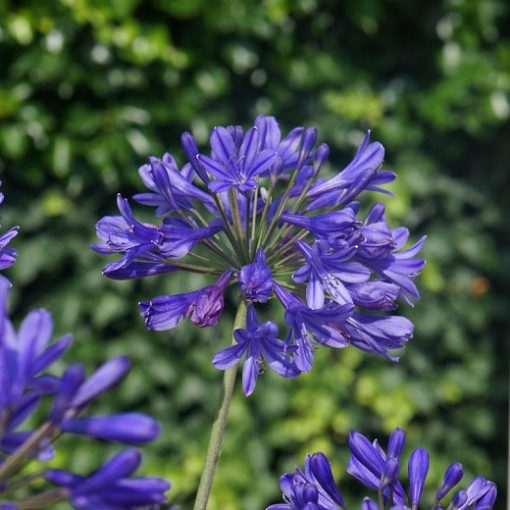 Agapanthus Brilliant Blue - Szerelemvirág