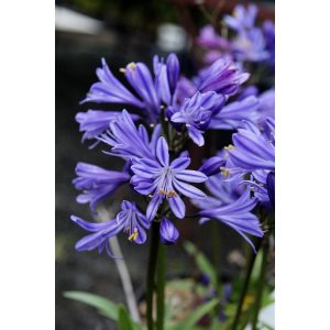 Agapanthus Charlotte - Szerelemvirág