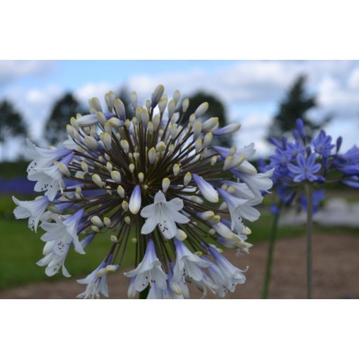 Agapanthus Enigma - Szerelemvirág