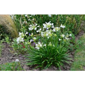 Agapanthus Pitchoune White - Szerelemvirág