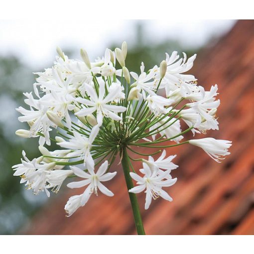 Agapanthus Polar Ice - Szerelemvirág