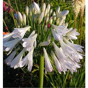 Agapanthus Silver Lining - Szerelemvirág