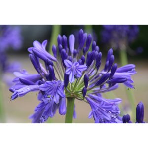 Agapanthus Vallèe de Loire - Szerelemvirág