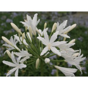 Agapanthus Vallèe de Sarthe - Szerelemvirág