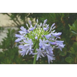 Agapanthus Vallee du Cap - Szerelemvirág