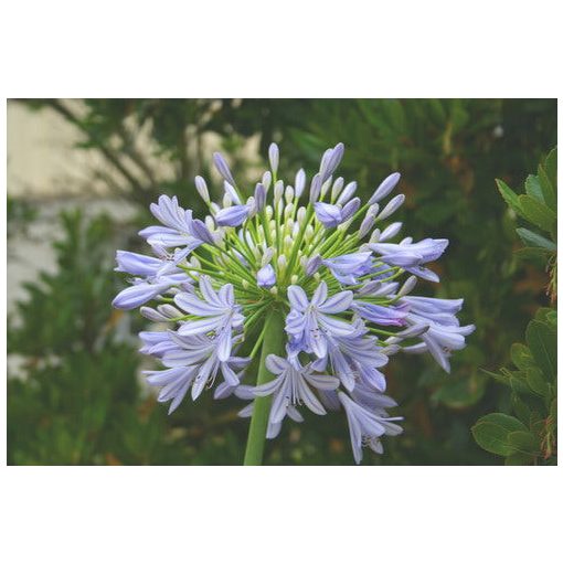 Agapanthus Vallee du Cap - Szerelemvirág