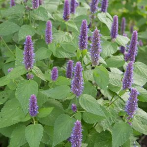 Agastache foeniculum - Izsópfű