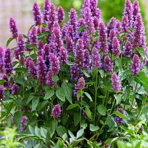 Agastache Beelicious Purple - Izsópfű