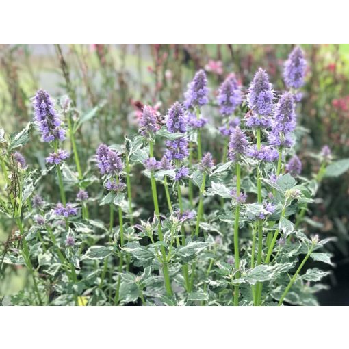 Agastache Crazy Fortune - Izsópfű