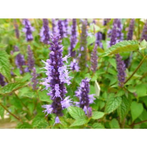 Agastache Little Adder - Izsópfű