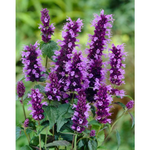 Agastache Little Black Adder - Izsópfű