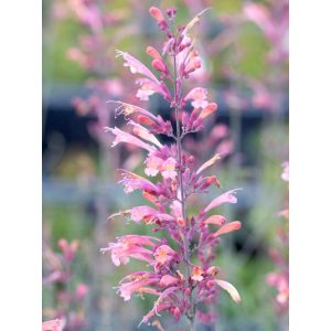 Agastache Pink Sunrise - Izsópfű