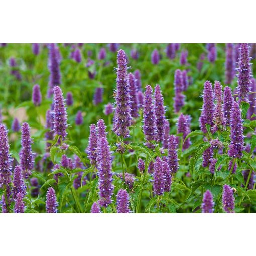 Agastache rugosa - Izsópfű