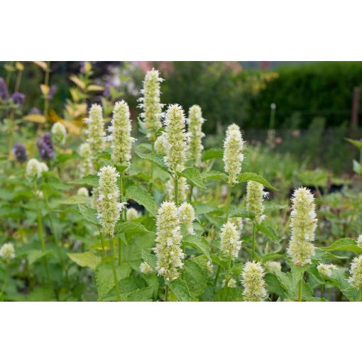 Agastache rugosa Alba - Izsópfű