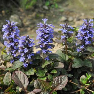 Ajuga reptans - Ínfű