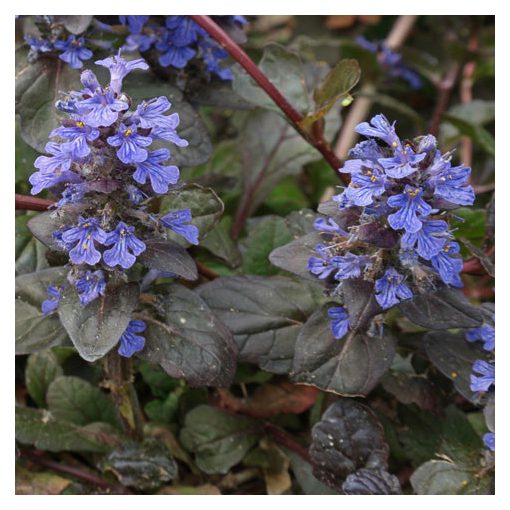 Ajuga reptans Atropurpurea - Ínfű