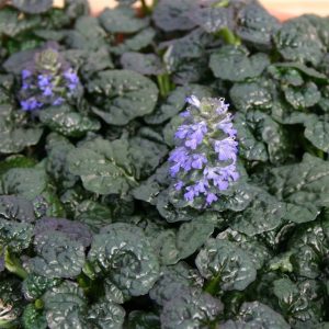 Ajuga reptans Metallica Crispa - Ínfű