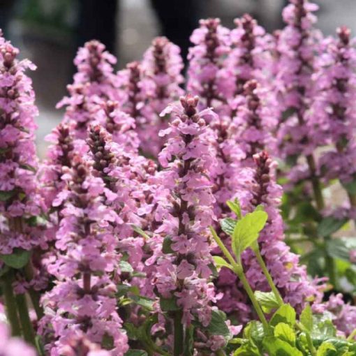 Ajuga reptans Purple Torch - Ínfű