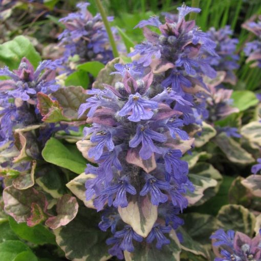 Ajuga reptans Variegata - Ínfű