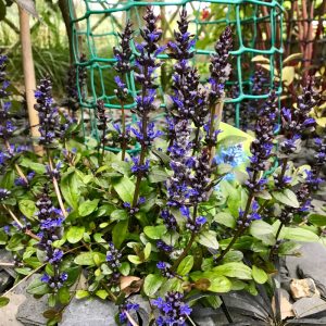 Ajuga tenorii Valfredda - Ínfű