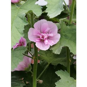 Alcea suffrutescens Park Rondell - Mályvarózsa