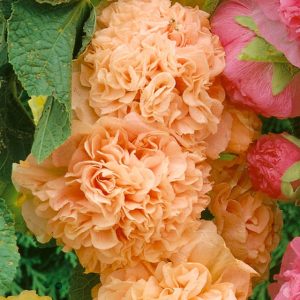 Alcea rosea Chaters Double Apricot - Mályvarózsa