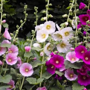 Alcea rosea Simplex Mix - Mályvarózsa