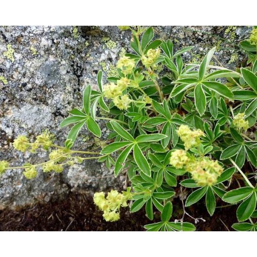 Alchemilla alpina - Palástfű