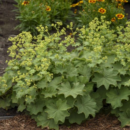 Alchemilla mollis - Palástfű